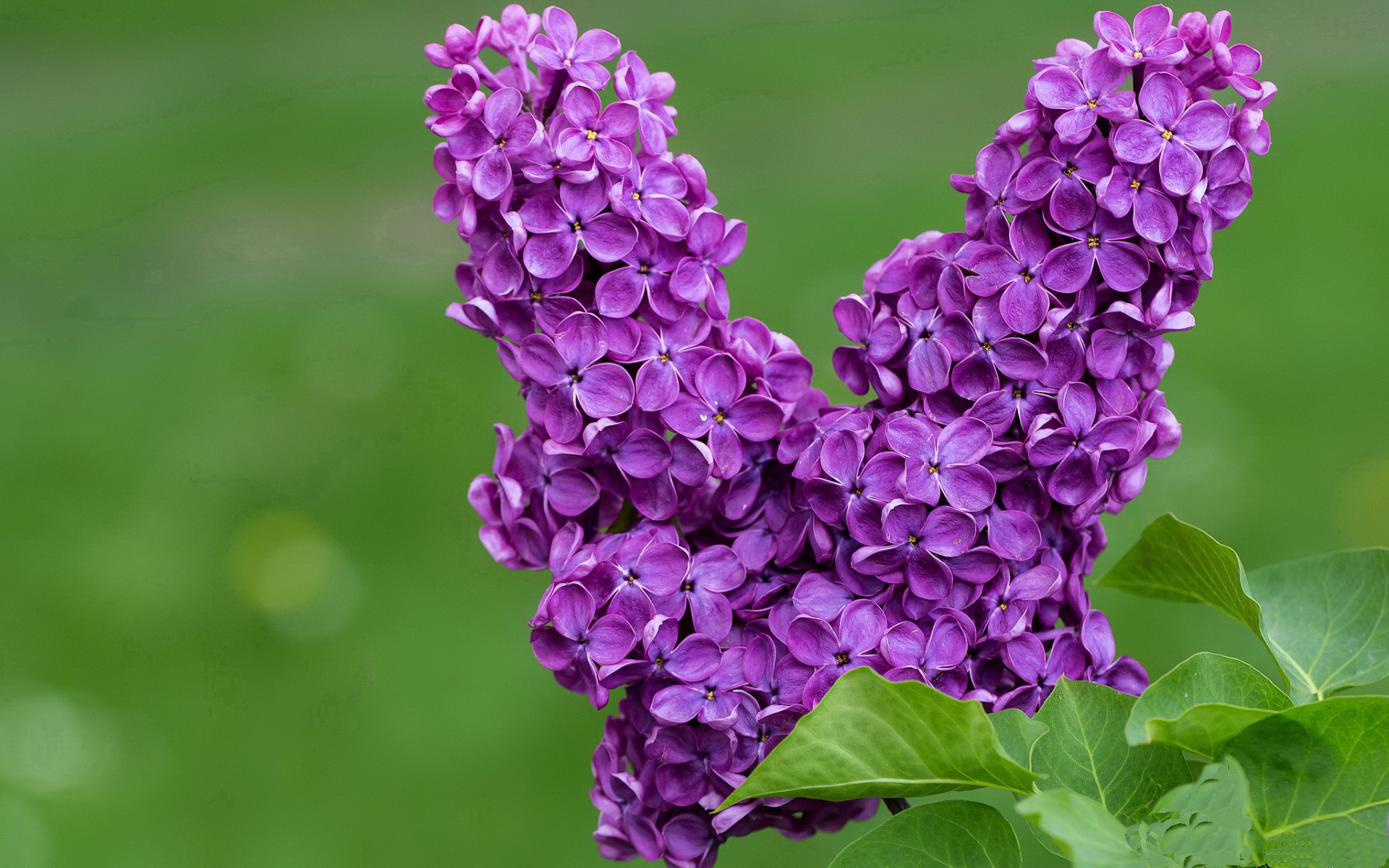 新加坡队赛制研究：团体赛中的战术运用与角色分配，新加坡联赛