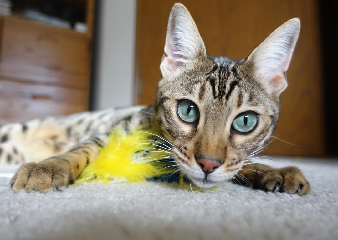 罗马尼亚队赛制分析:团体赛中的配合默契与技术选择,罗马尼亚赛程500