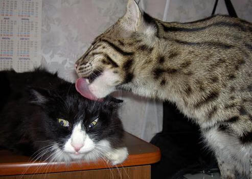 “华金·托比利亚的防守反应与进攻节奏，为阿根廷美洲狮队建立坚实优势”